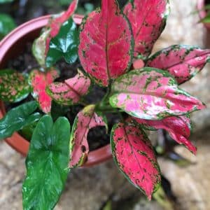 Aglaonema