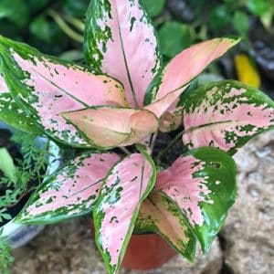 Aglaonema