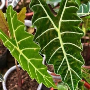 Alocasia Sanderiana