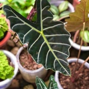 Alocasia Sanderiana