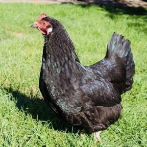 Australorp Chicken