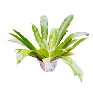 Bird’s Nest Fern