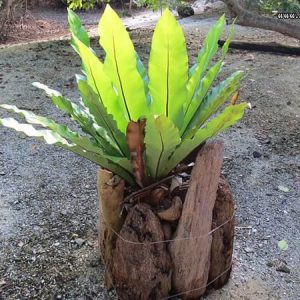 Bird’s Nest Fern