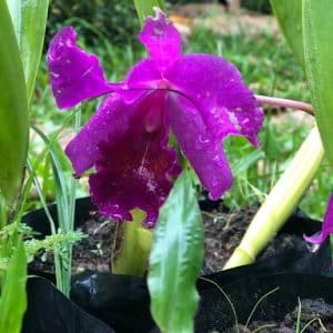 Cattleya Orchid Plant