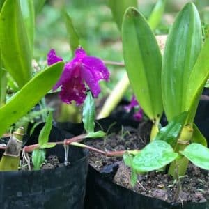 Cattleya Orchid Plant