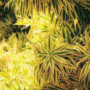 Dracaena Song of India