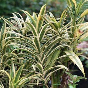 Dracaena Song of India