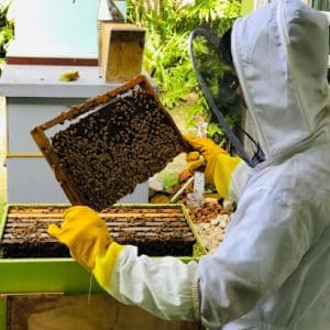 European Honey Bees (Apis Millefera)