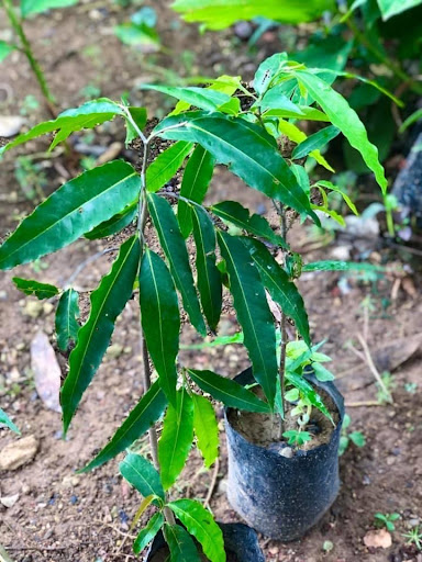 Giant Bamboo plantlets