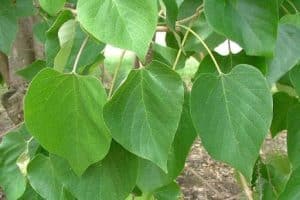 Glimena Tree Gmelina Tree Plant - GKG Farm Cebu PH