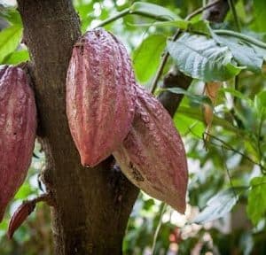 Grafted Cacao Tree