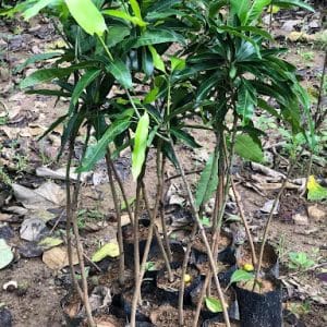 Grafted Indian Mango Plant