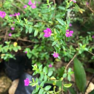 Mexican Heather Cuphia