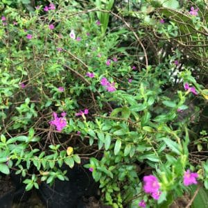 Mexican Heather Cuphia