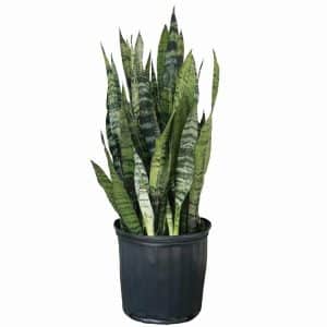 Sansevieria Cylindrica