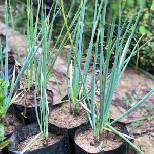 Spring Onion Plant