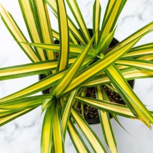 Variegated  Pandanus