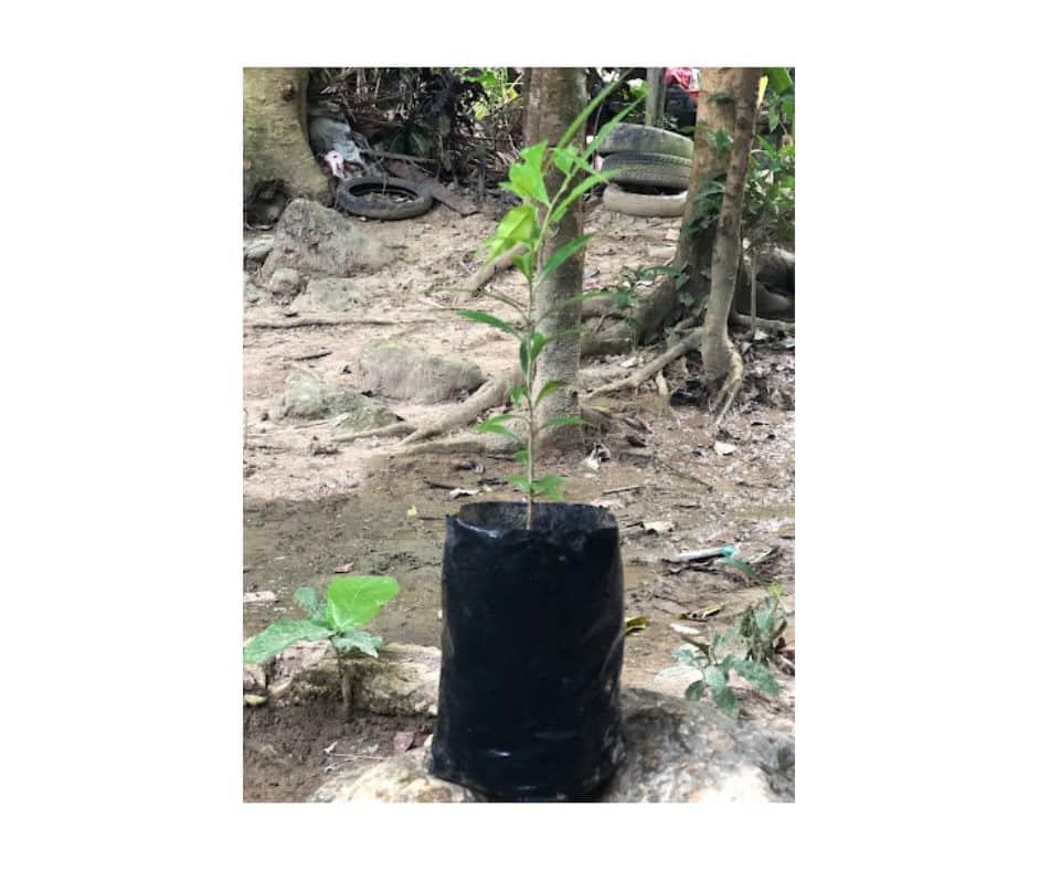 Aquilaria Cumingiana