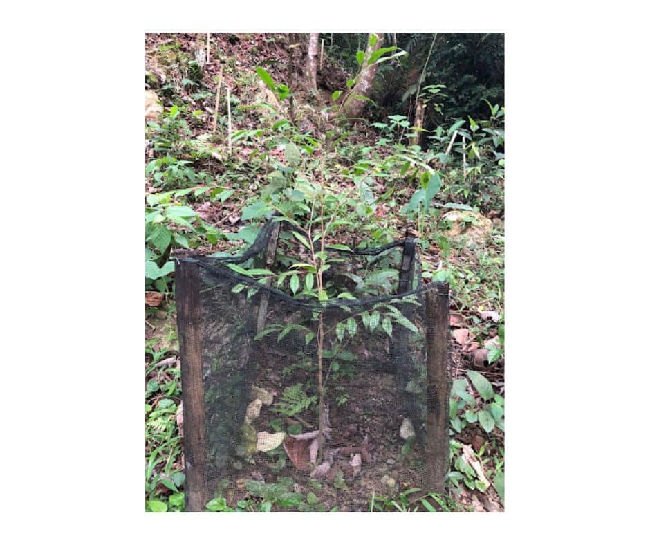 Aquilaria Cumingiana