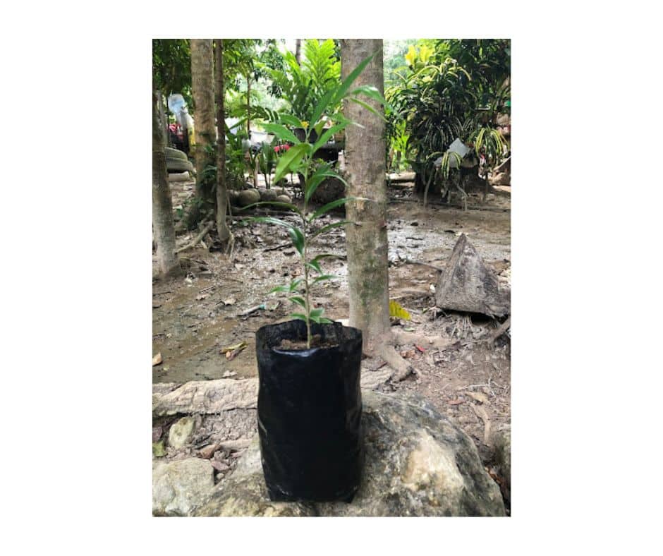 Aquilaria Cumingiana