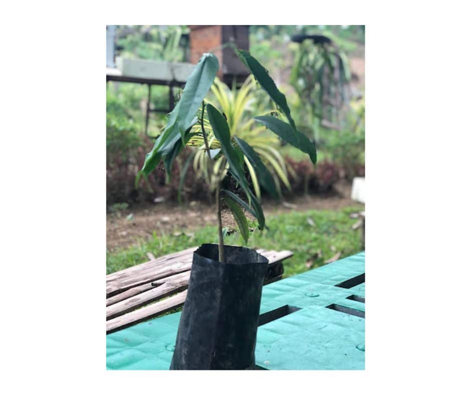 Aquilaria Cumingiana