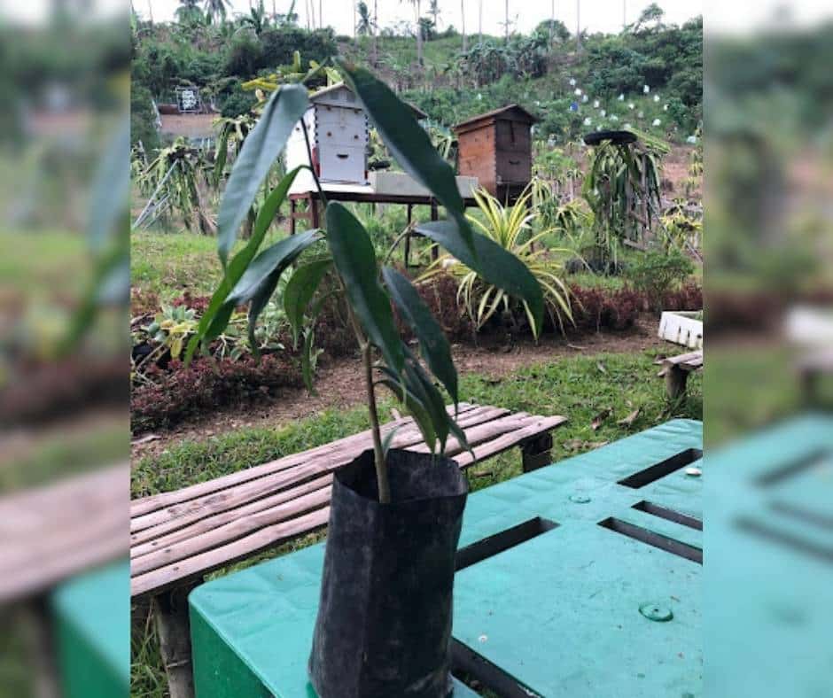 Aquilaria Cumingiana