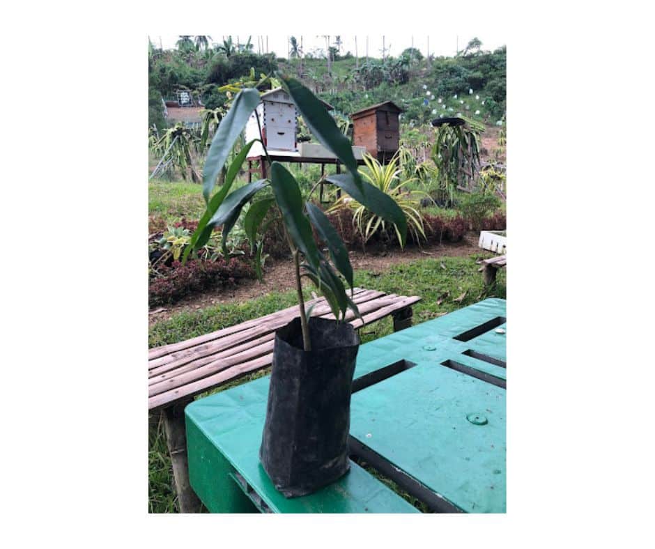 Aquilaria Cumingiana