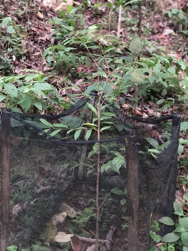 Aquilaria Malacensis Planted