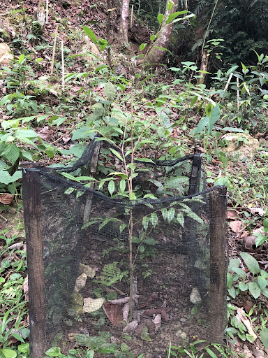 Aquilaria Malacensis Seedling