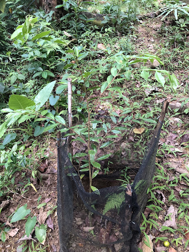 Aquilaria Malacensis Seedling