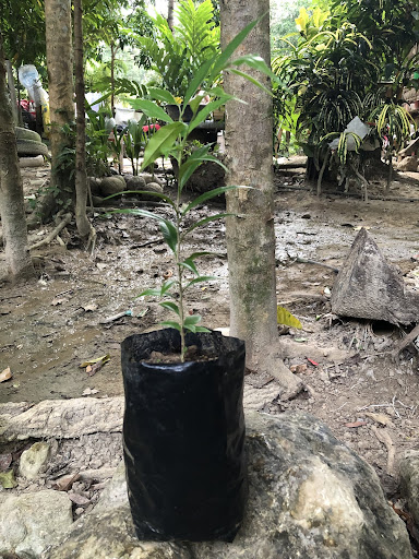 Aquilaria Malacensis Seedling