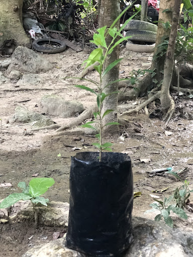 Aquilaria Malacensis Seedling