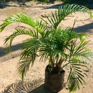 Areca Palmera