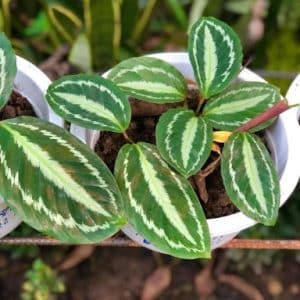 Calathea Picturata Vandenheckei