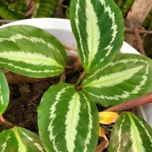 Calathea Picturata Vandenheckei