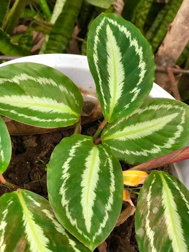 Calathea Picturata Vandenheckei