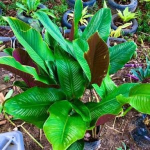 Calathea Prayer Plant