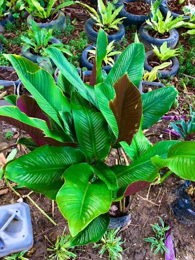 Calathea Prayer Plant