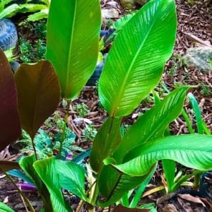 Calathea Prayer Plant