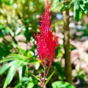 Cockscomb Flower Plant