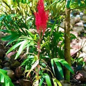 Cockscomb Flower Plant