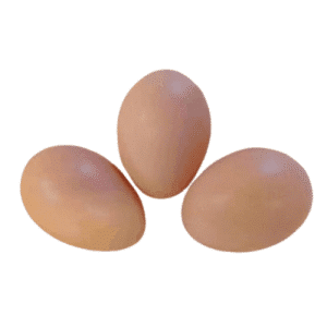 GKG Brown Fertile Eggs