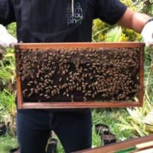 Basic Beekeeping