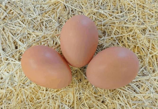 GKG Brown Fertile Eggs