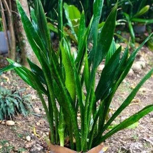 Green Big Snake Plant