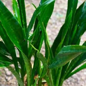 Green Big Snake Plant