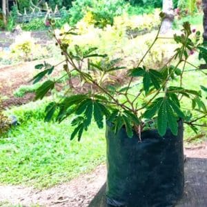 Makahiya Shy Plant in a Pot