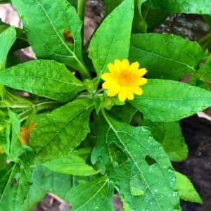 Melampodium Mini Sunflower Plant